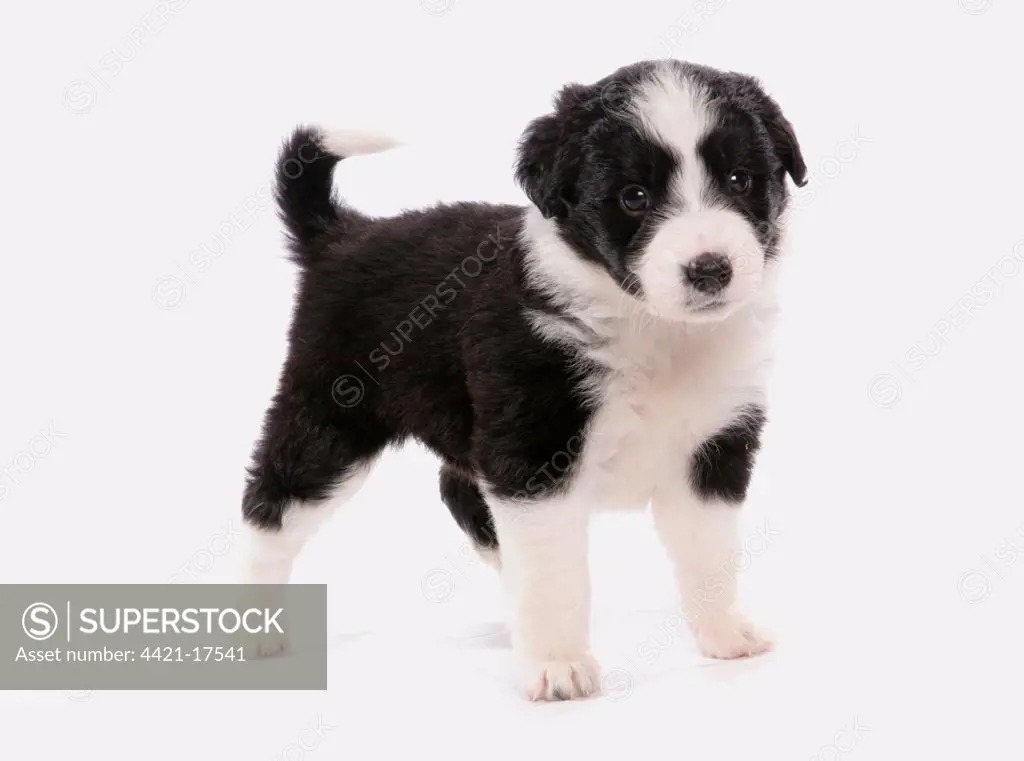 Domestic Dog, Border Collie, puppy, standing