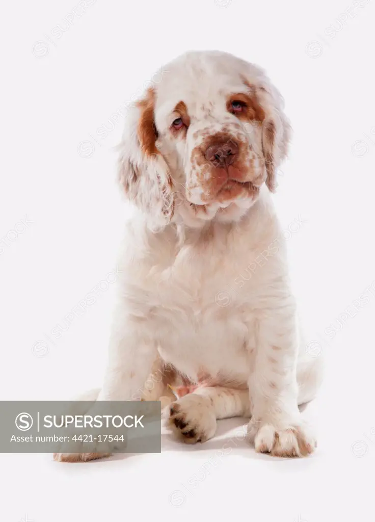 Domestic Dog, Clumber Spaniel, puppy, sitting