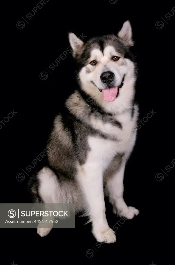 Domestic Dog, Alaskan Malamute, adult female, sitting