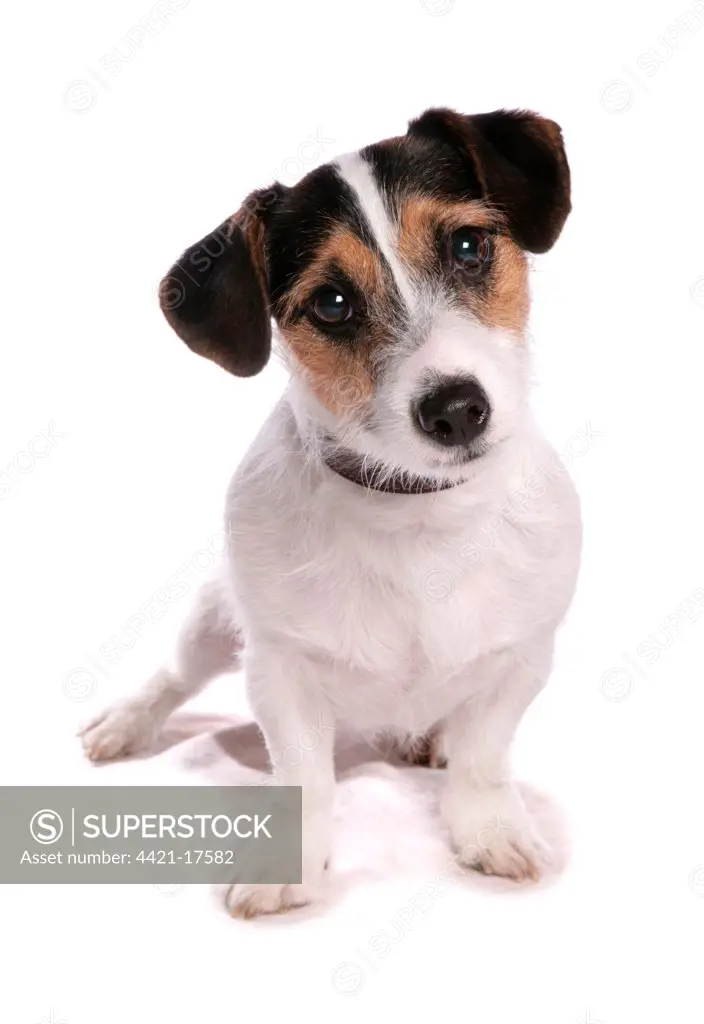 Domestic Dog, Jack Russell Terrier, adult, sitting, with collar