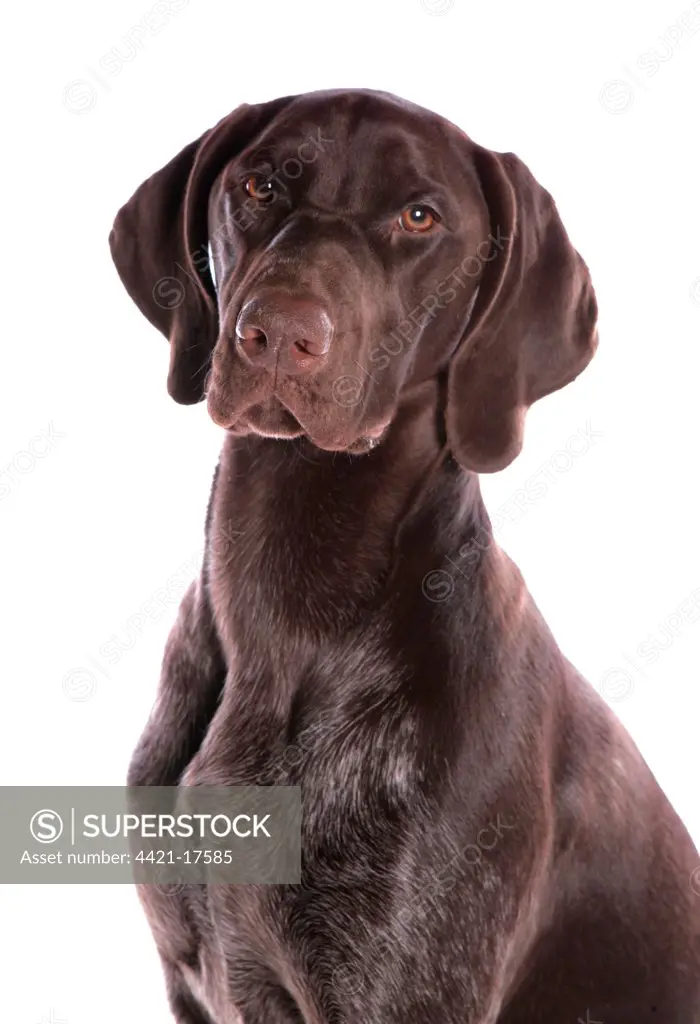 Domestic Dog, German Short-haired Pointer, adult male, close-up of head