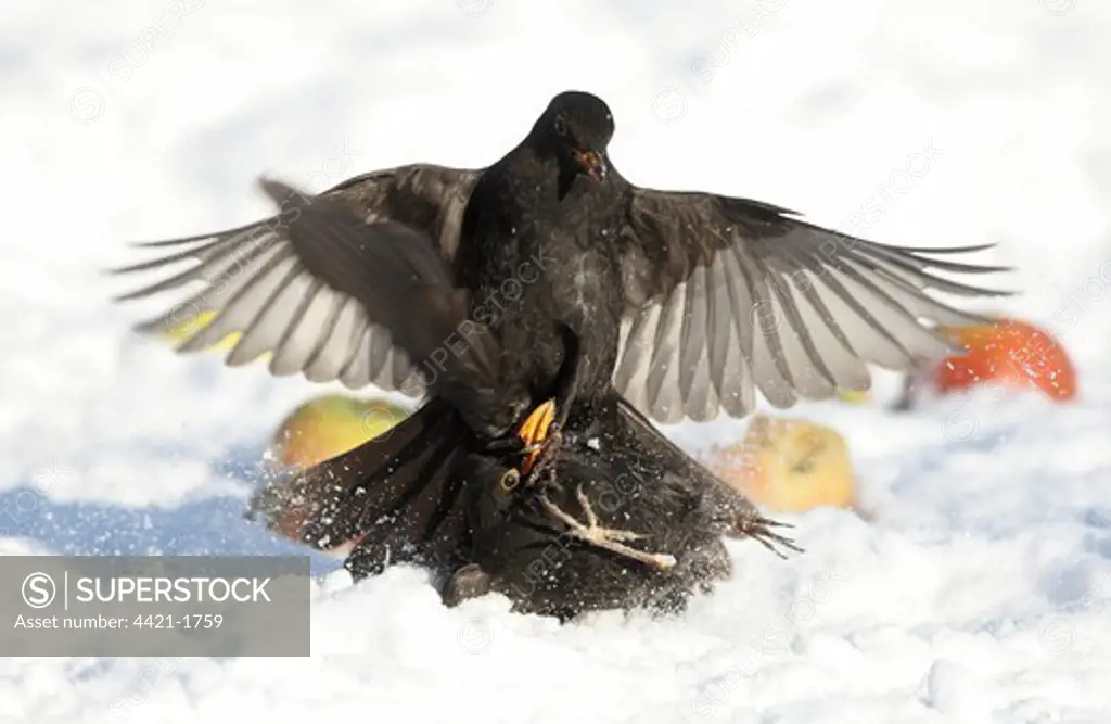 European Blackbird (Turdus merula) two adult males, fighting, squabbling over food in snow, South Yorkshire, England, winter