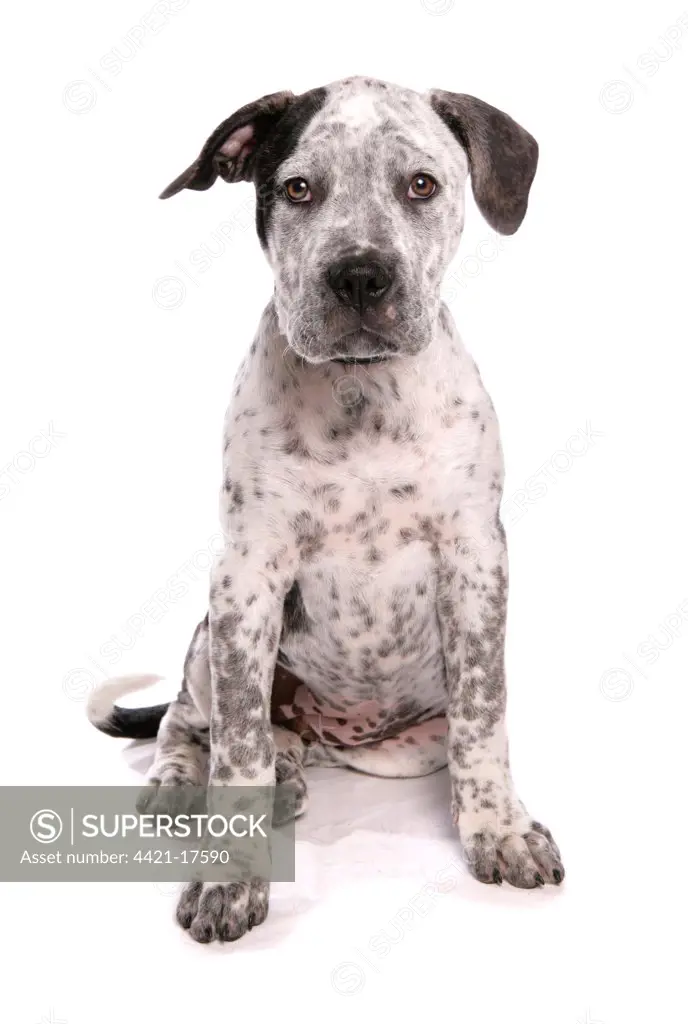 Domestic Dog, Staffordshire Bull Terrier x American Bulldog, puppy, sitting