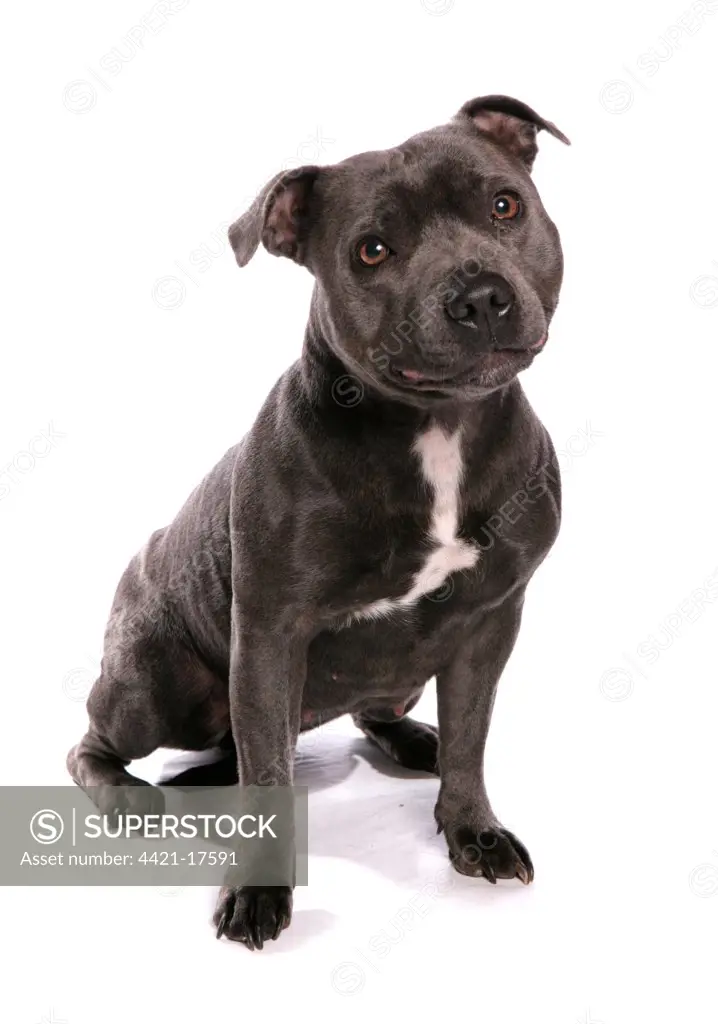 Domestic Dog, Staffordshire Bull Terrier, adult, sitting