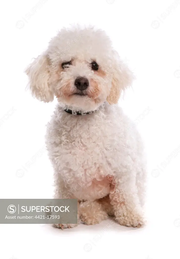 Domestic Dog, Bichon Frise, adult, sitting, with collar