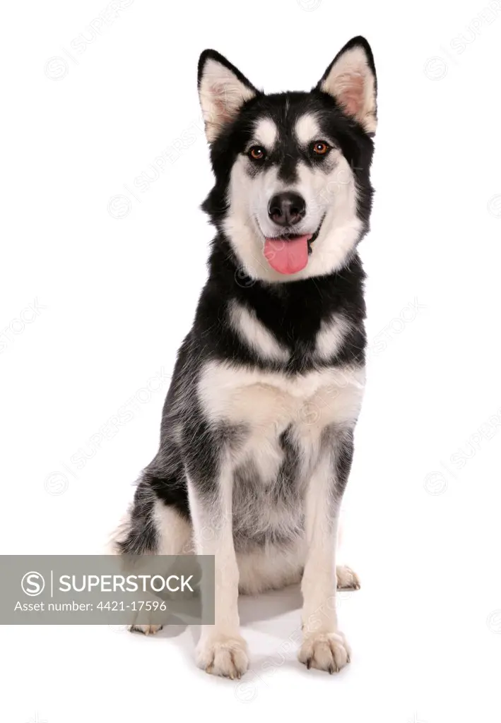 Domestic Dog, Siberian Husky x German Shepherd, puppy, sitting