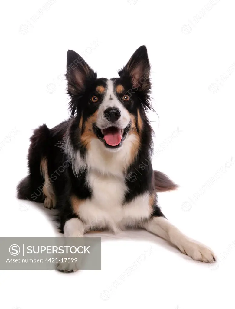 Domestic Dog, Border Collie, tricolour adult, laying