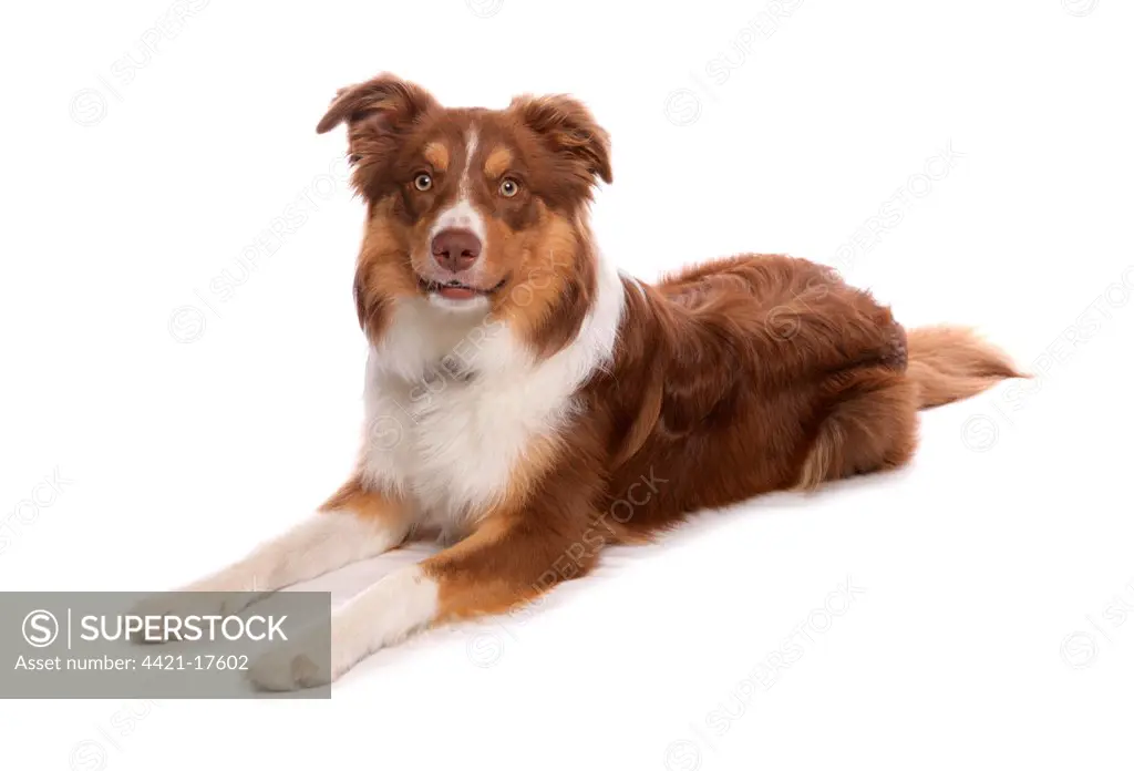 Domestic Dog, Border Collie, liver tricolour adult, laying