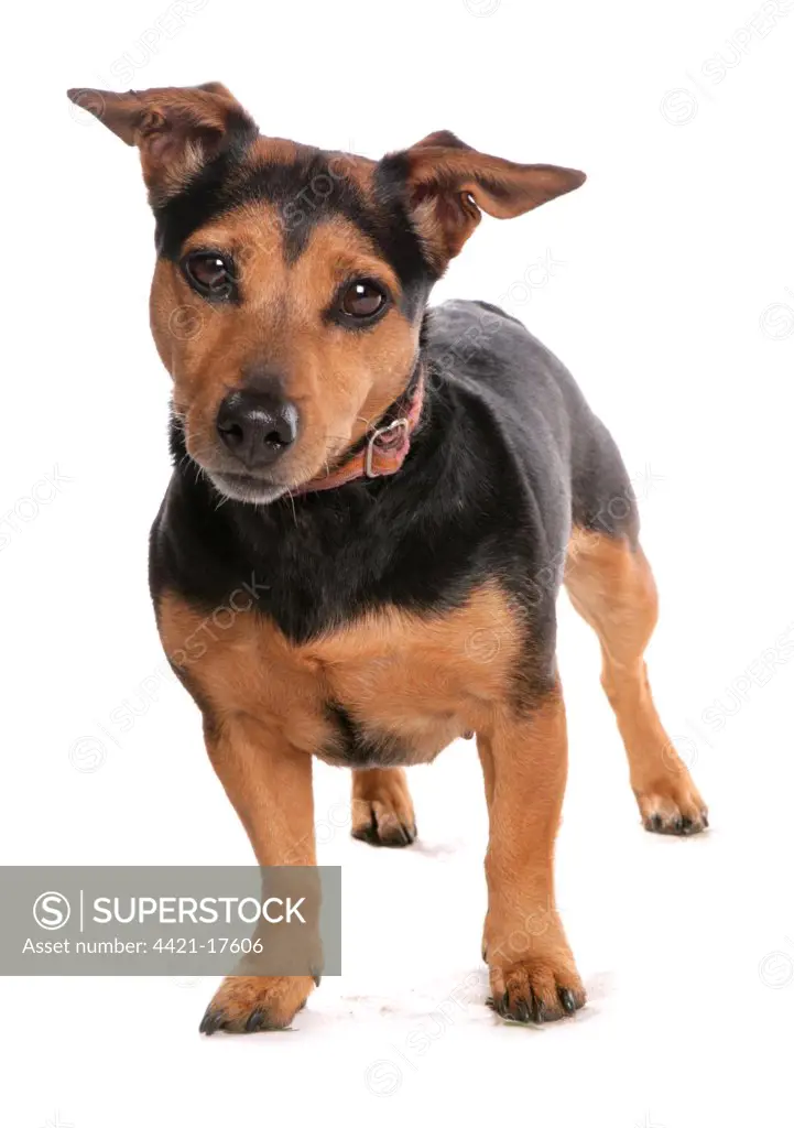 Domestic Dog, Jack Russell Terrier, adult, standing, with collar