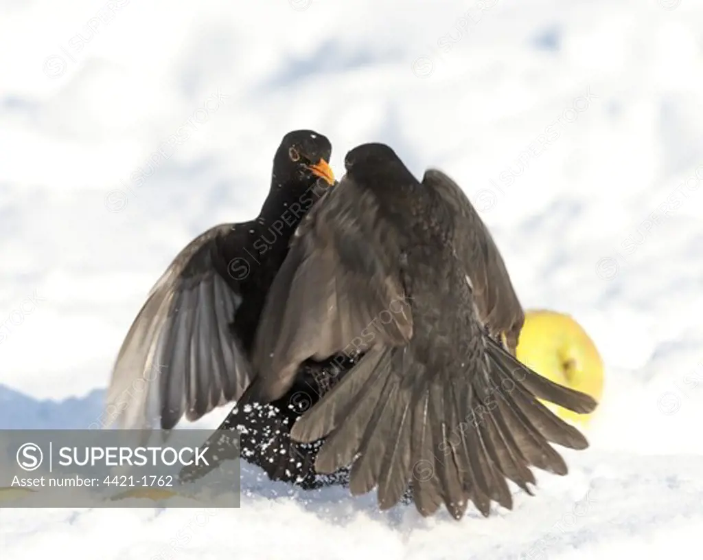 European Blackbird (Turdus merula) two adult males, fighting, squabbling over food in snow, South Yorkshire, England, winter
