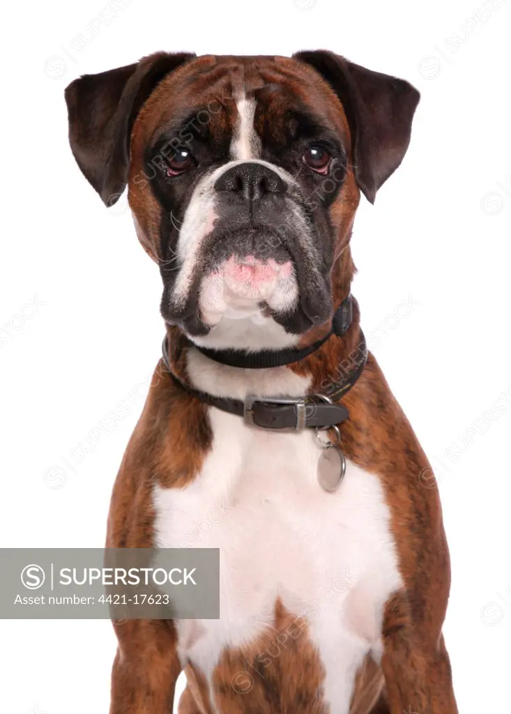 Domestic Dog, Boxer, adult male, close-up of head, with collar and tag