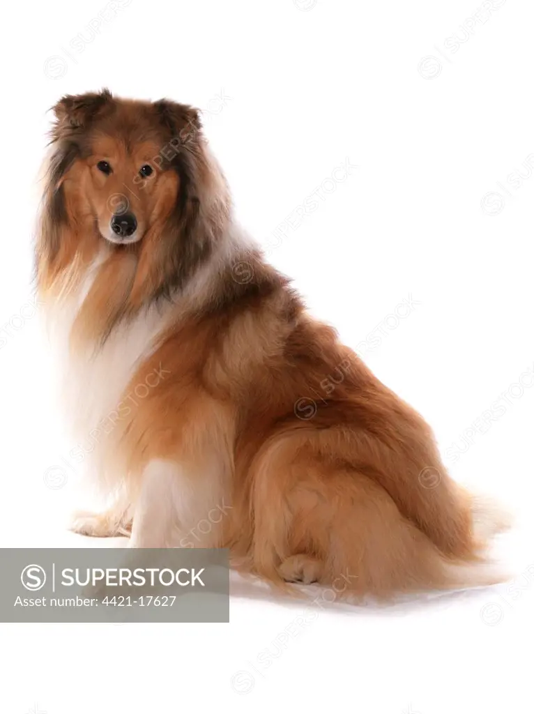 Domestic Dog, Rough Collie, adult, sitting