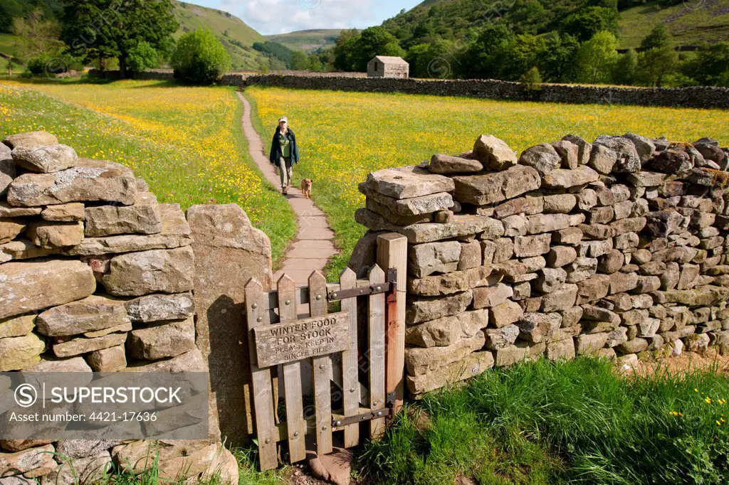 Domestic Dog, walked by owner on path in wildflower meadow, 'Winter Food For Stock, Please Keep In Single File' sign on wooden gate in drystone wall, Muker, Swaledale, Yorkshire Dales N.P., North Yorkshire, England, june