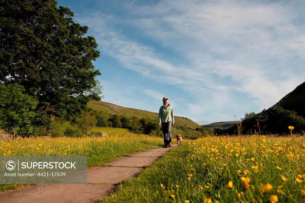 Domestic Dog, walked by owner on path in wildflower meadow, Muker, Swaledale, Yorkshire Dales N.P., North Yorkshire, England, june
