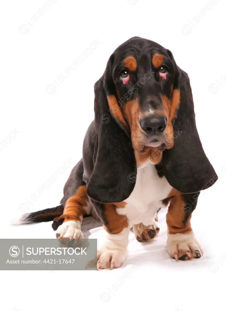 Domestic Dog, Basset Hound, adult, sitting