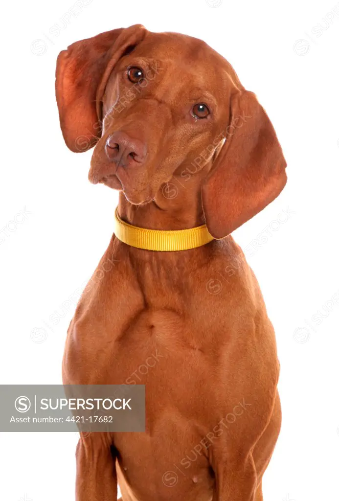 Domestic Dog, Short-haired Hungarian Vizsla, adult female, close-up of head, with collar