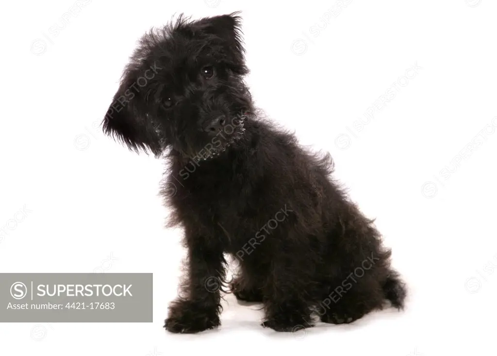 Domestic Dog, Cairnoodle (Cairn Terrier x Poodle), puppy, sitting