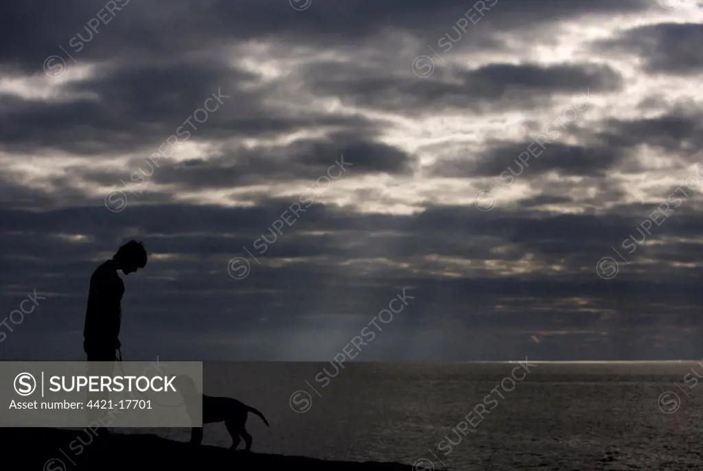 Domestic Dog, Labrador Retriever, puppy, with owner, silhouetted at coast, Chesil Beach, Dorset, England, january