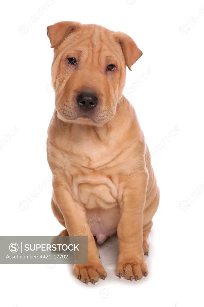Domestic Dog, Shar Pei, male puppy, sitting