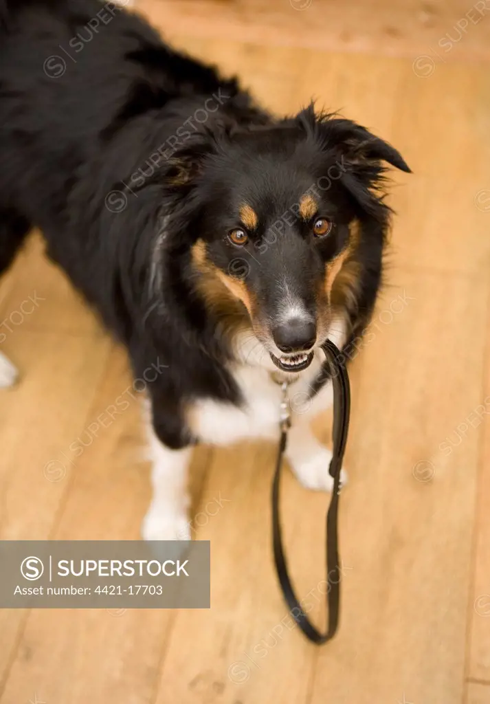 Domestic Dog, Border Collie, adult male, holding lead in mouth, England, march