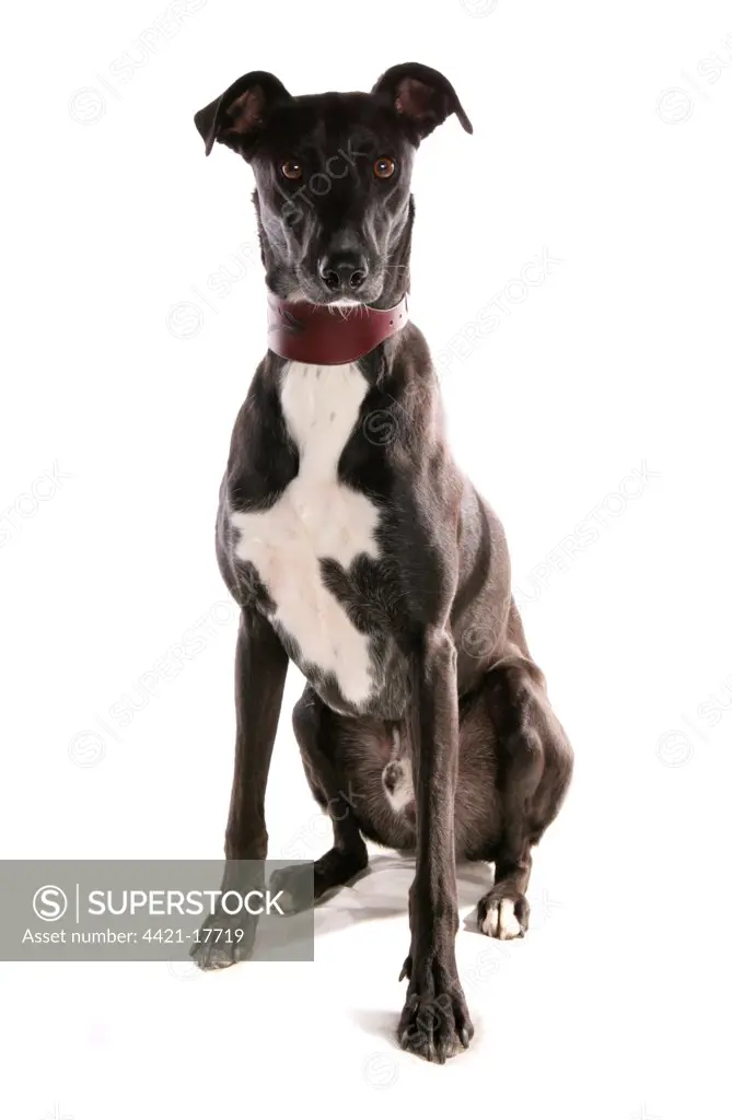 Domestic Dog, Lurcher, adult, sitting, with collar