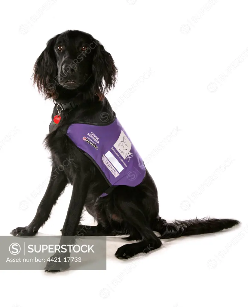 Domestic Dog, mongrel, adult, assistance dog in training, sitting, with collar and tag