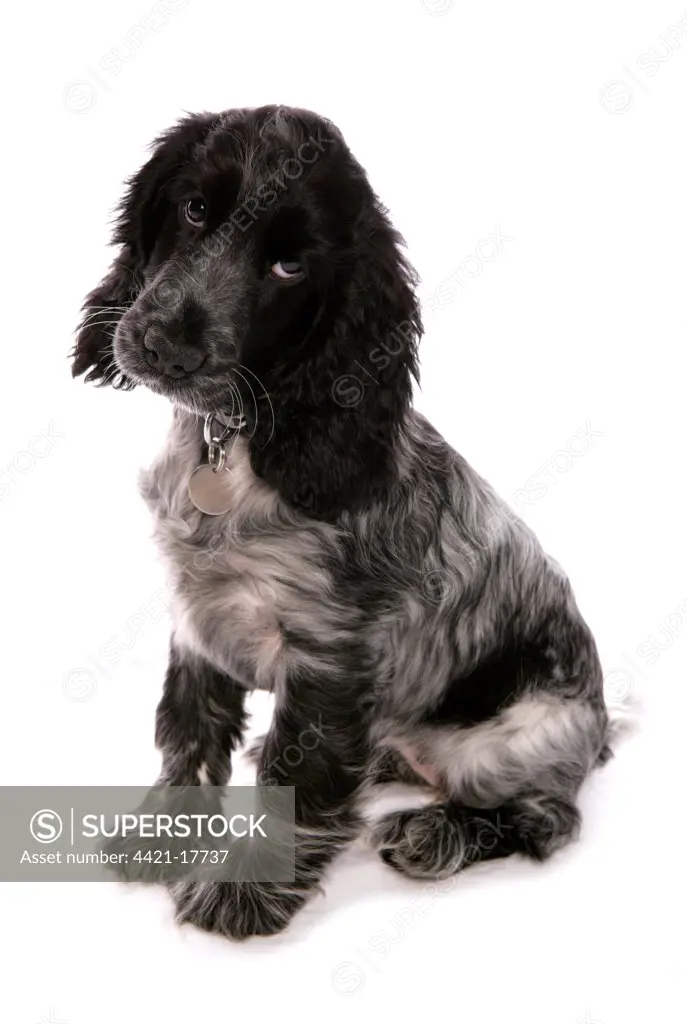 Domestic Dog, English Cocker Spaniel, female puppy, thirteen-weeks old, sitting, with collar and tag