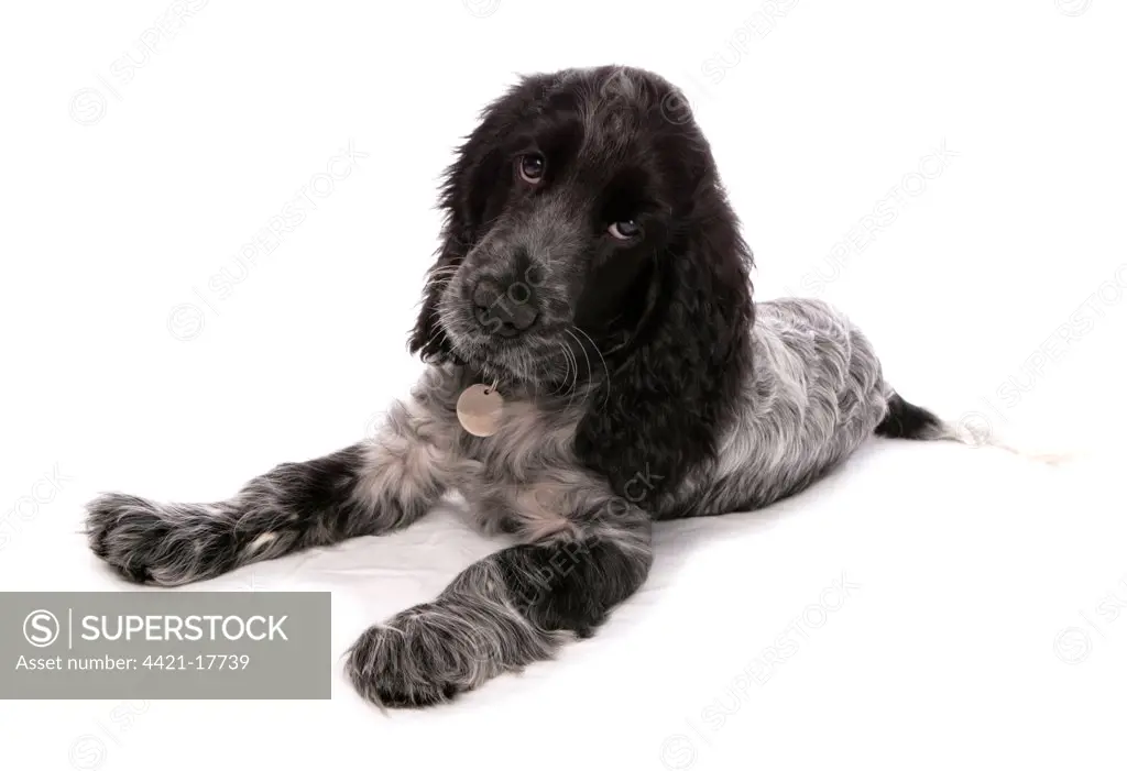 Domestic Dog, English Cocker Spaniel, female puppy, thirteen-weeks old, laying, with collar and tag