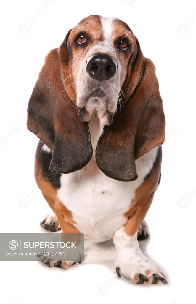 Domestic Dog, Basset Hound, adult, standing