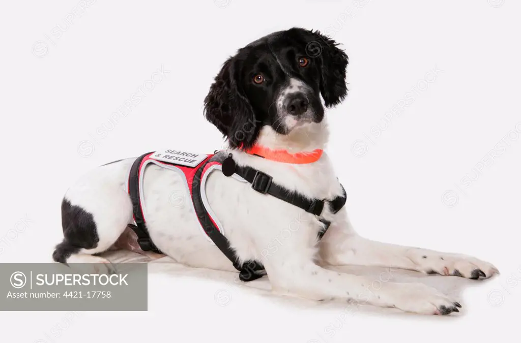 Domestic Dog, English Springer Spaniel, adult, laying, wearing 'Search and Rescue' harness