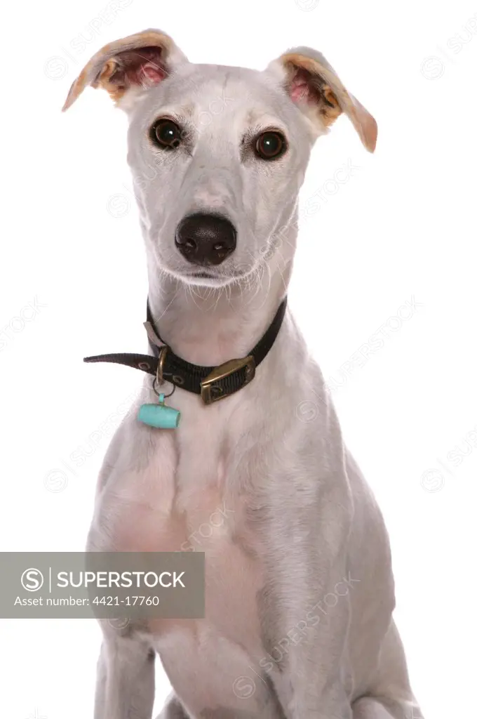 Domestic Dog, Lurcher, adult, close-up of head, with collar and tag