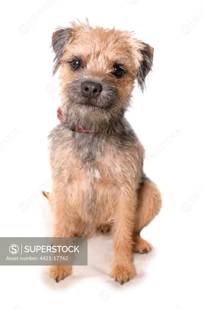 Domestic Dog, Border Terrier, adult, sitting, with collar
