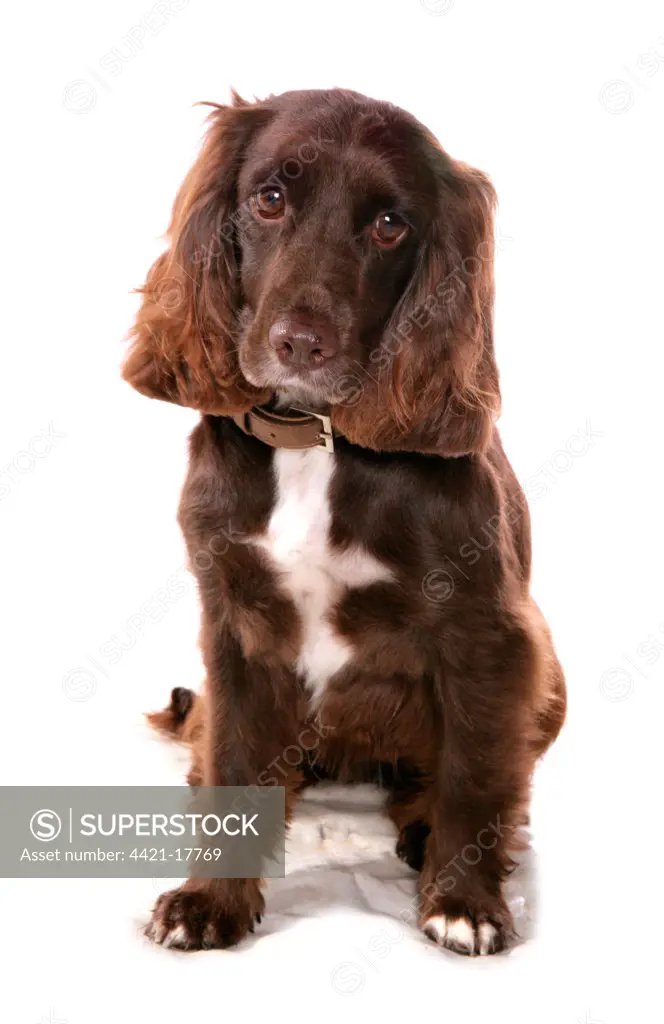 Domestic Dog, Working Spaniel, adult, sitting, with collar