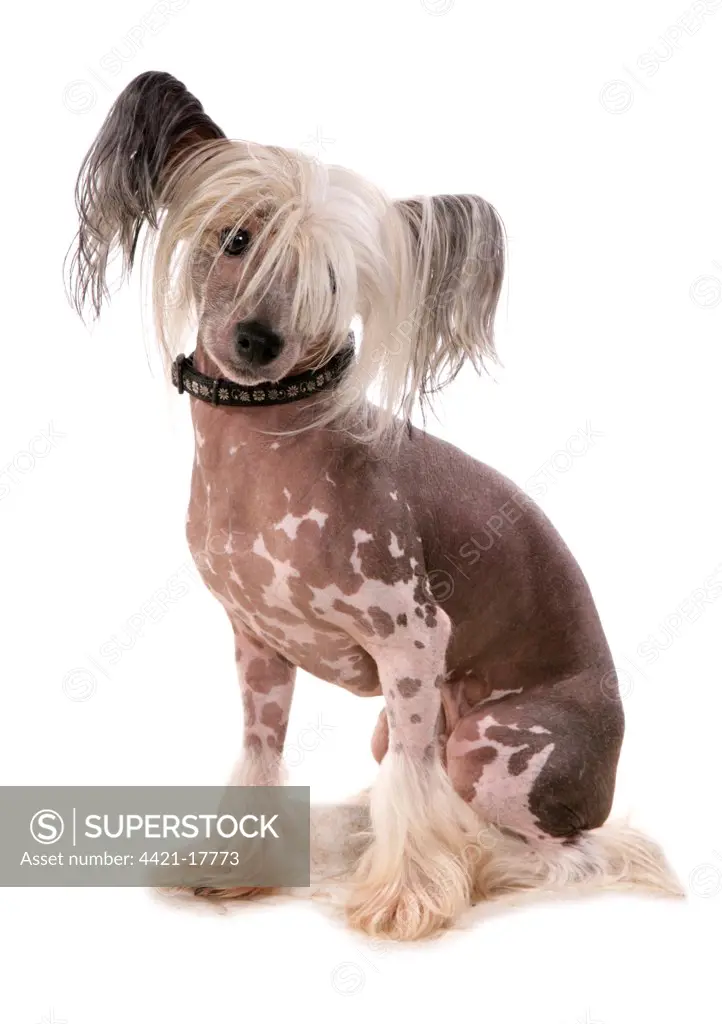 Domestic Dog, Chinese Crested, adult, sitting, with collar