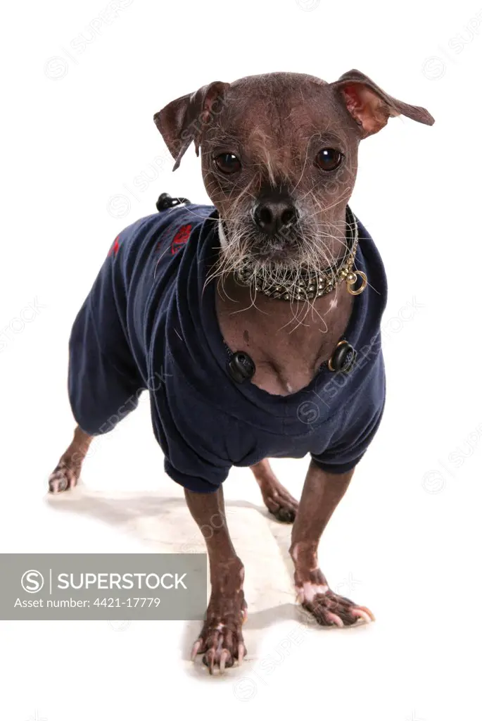 Domestic Dog, Chinese Crested, 'true hairless' without 'furnishings', adult, standing, wearing coat