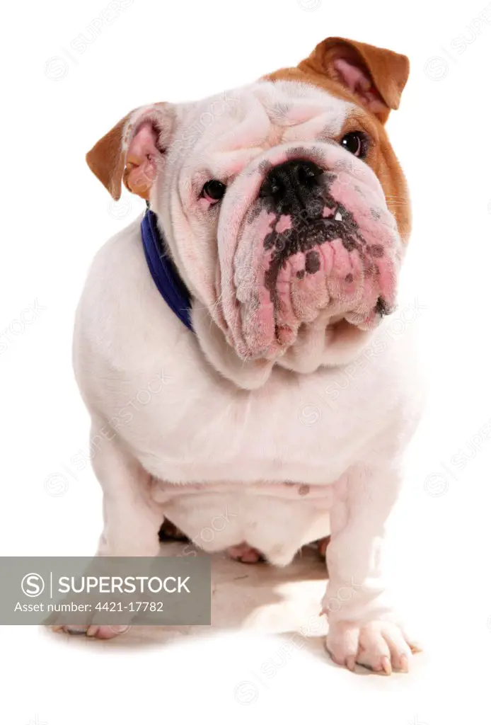 Domestic Dog, Bulldog, adult, sitting, with collar