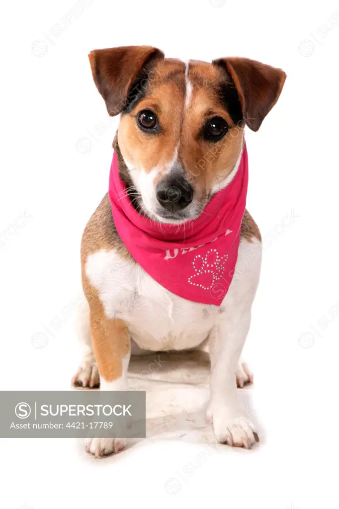 Domestic Dog, Jack Russell Terrier, adult, wearing bandana, sitting
