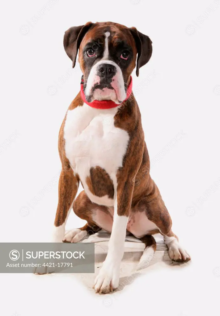 Domestic Dog, Boxer, adult, sitting, with collar