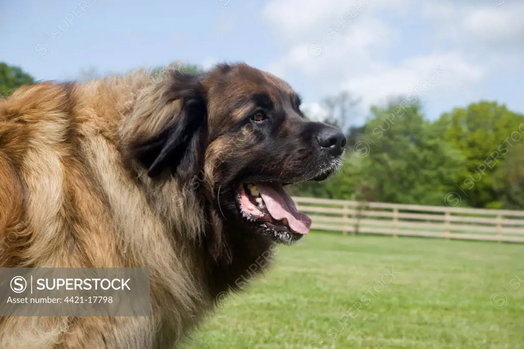 Domestic Dog, Leonberger, adult male, close-up of head, on garden lawn, England, may