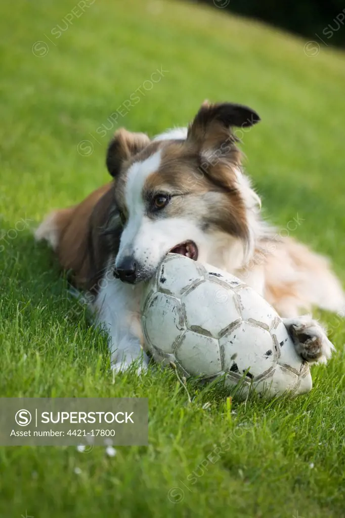 Domestic Dog, Welsh Sheepdog, adult, playing with deflated football on grass, England, june