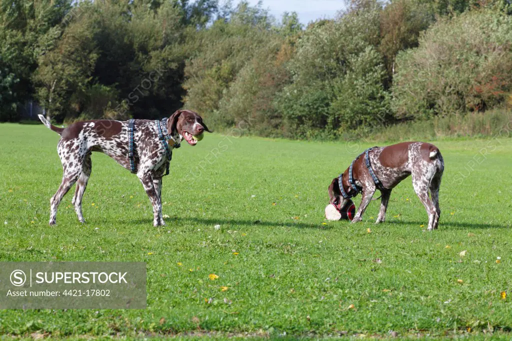 Domestic Dog, German Short-haired Pointer, adult male and female, playing with balls, Morecambe, Lancashire, England, september
