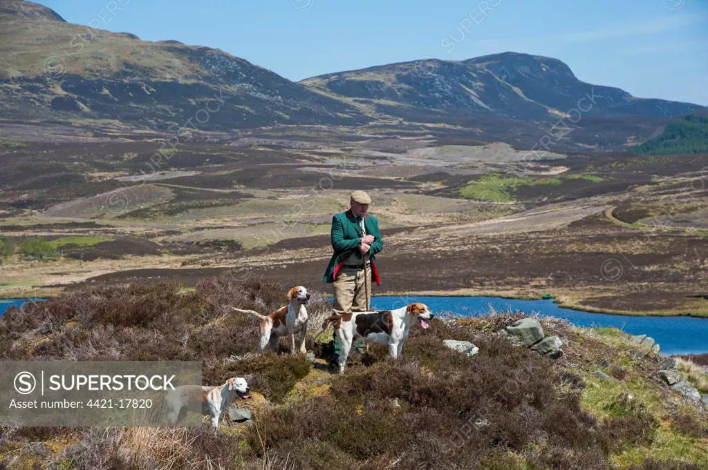 Domestic Dog, Foxhound, foot pack and huntsman on moorland, Aberfeldy, Perth and Kinross, Scotland, may