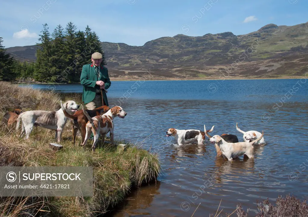 Domestic Dog, Foxhound, foot pack and huntsman at loch, Aberfeldy, Perth and Kinross, Scotland, may