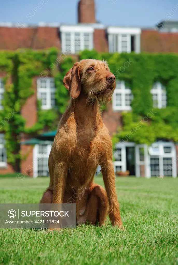 Domestic Dog, Hungarian Vizsla, wire-haired variety, adult, sitting on grass, West London Shooting School, Northolt, Middlesex, England, may