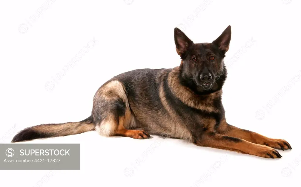 Domestic Dog, German Shepherd Dog, adult, laying