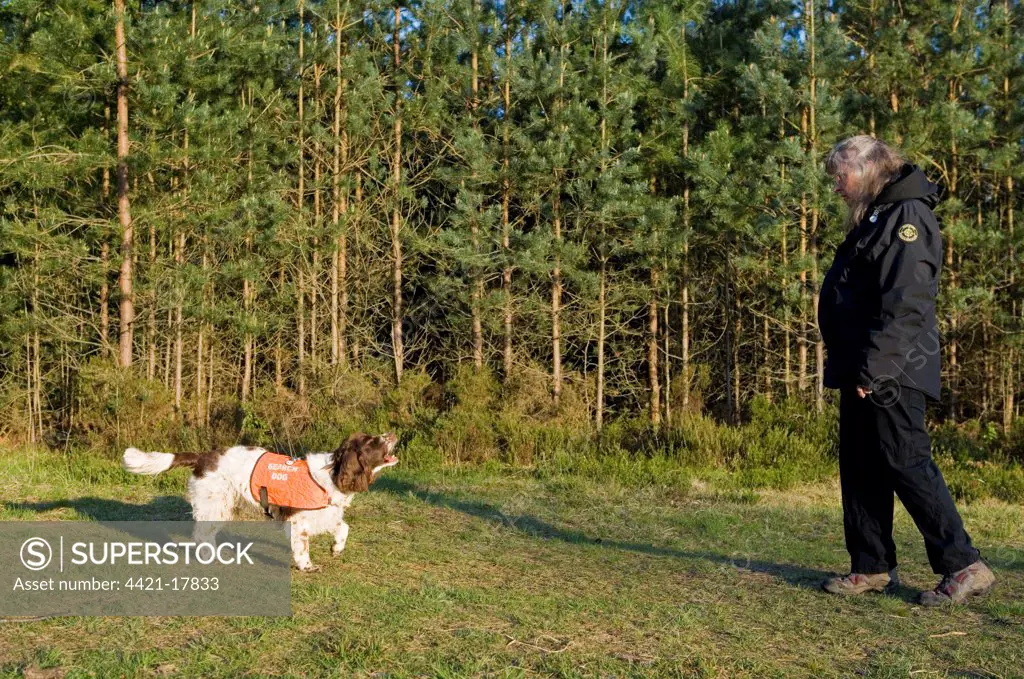 Domestic Dog, Springer Spaniel, adult, 'Search and Rescue Dog' wearing high-vis jacket, alerting owner, Berkshire, England, May
