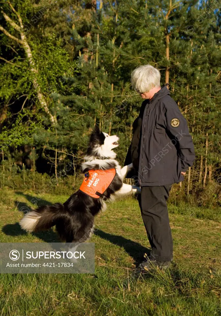 Domestic Dog, Border Collie, adult, 'Search and Rescue Dog' wearing high-vis jacket, alerting owner, Berkshire, England, May
