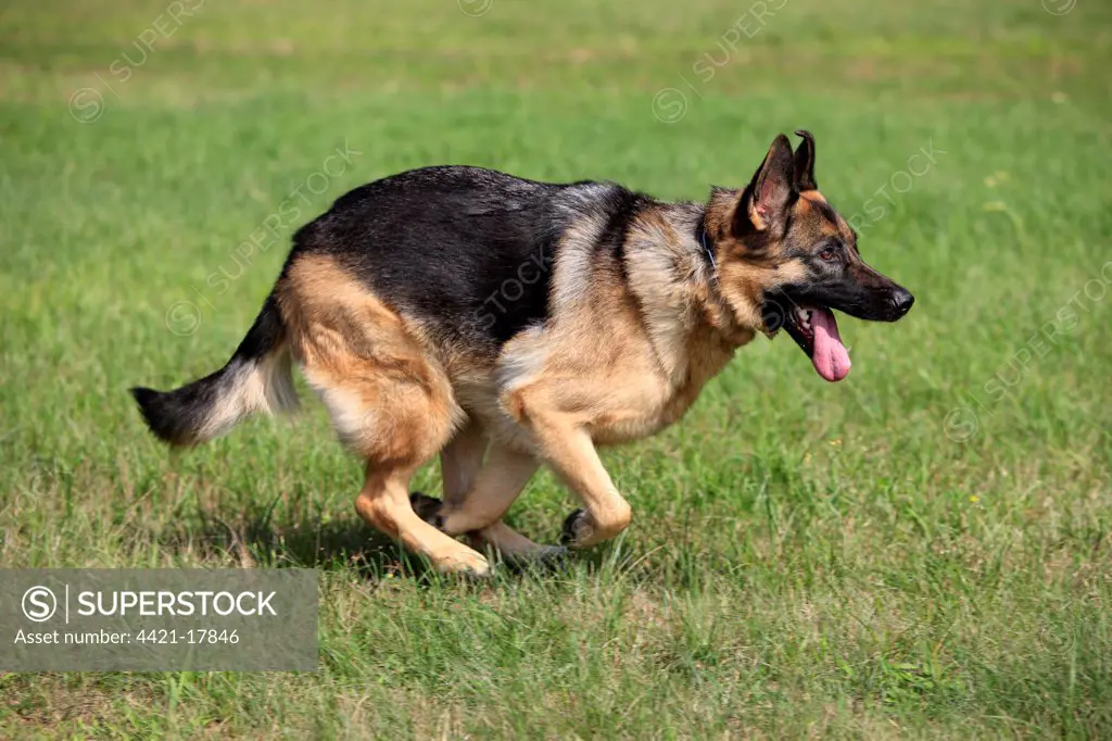 Domestic Dog, German Shepherd Dog, adult, running on grass, Germany