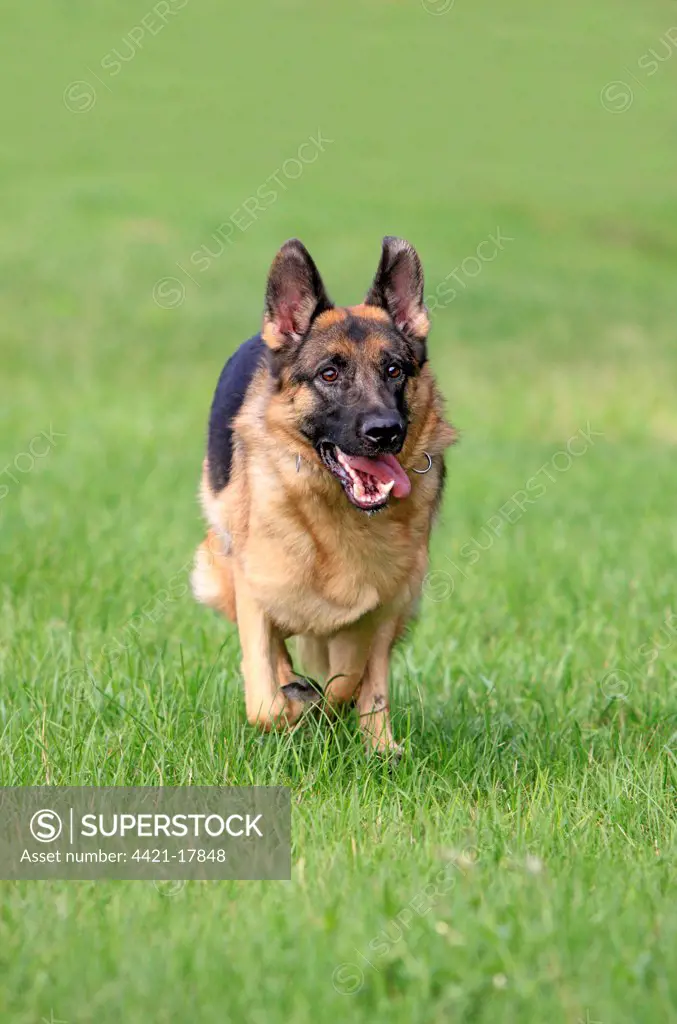 Domestic Dog, German Shepherd Dog, adult, running on grass, Germany