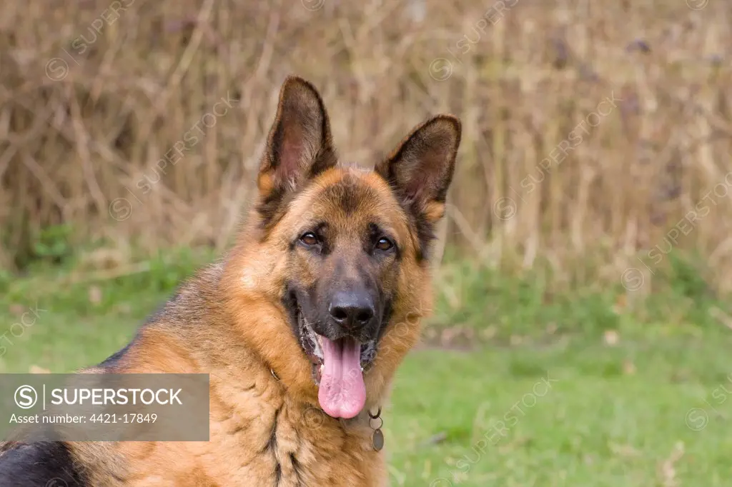 Domestic Dog, German Shepherd Dog, adult, panting, close-up of head, England, april